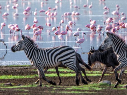 Zebras,And,Wildebeests,Walking,Beside,The,Lake,In,The,Ngorongoro
