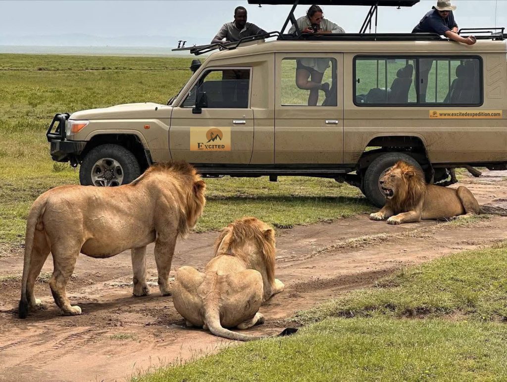 Best Time To Visit Tanzania Three male lions rest on a dirt track beside a safari vehicle while tourists observe from the roof in an open grassland reserve.