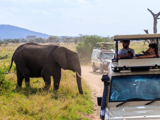 Tourists in SUV cars watching and taking photos of african elephant in Serengeti national park, Tanzania. African safari