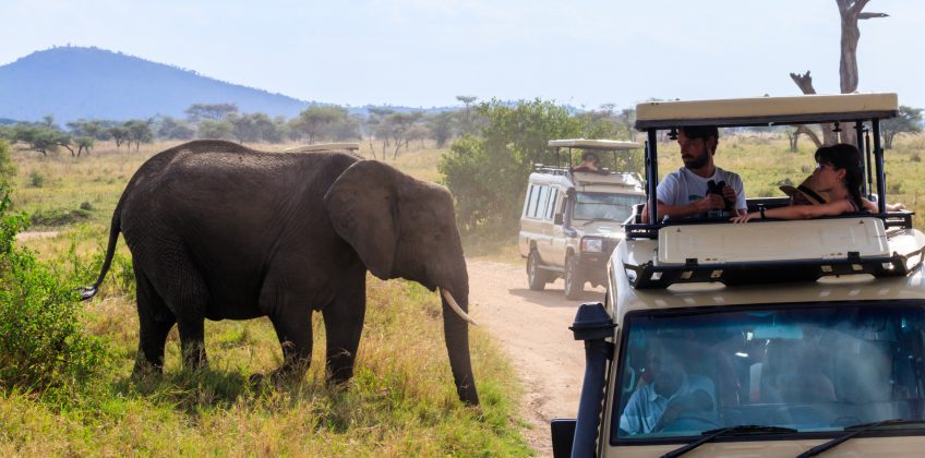 Tourists in SUV cars watching and taking photos of african elephant in Serengeti national park, Tanzania. African safari