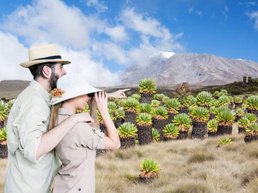A couple in safari gear using binoculars and pointing at the snow-capped Mount Kilimanjaro with unique plants in the foreground.