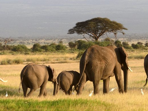 African,Elephants,,Amboseli,National,Park,,Kenya