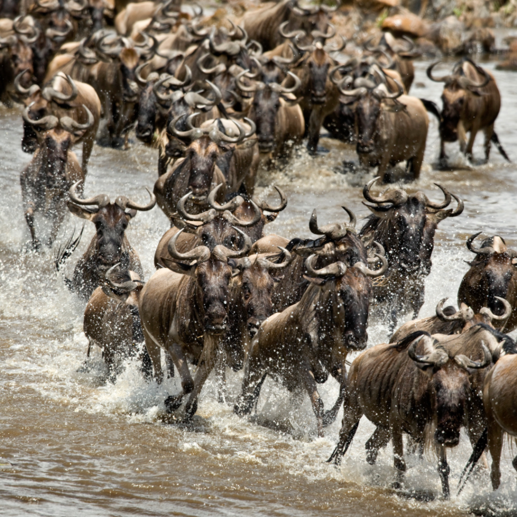 Best Time To See The Great Migration Thousands of wildebeest surge through a river during the Great Migration, splashing through the water as they cross to new grazing grounds.