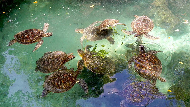 50865488736 73616fa933 c