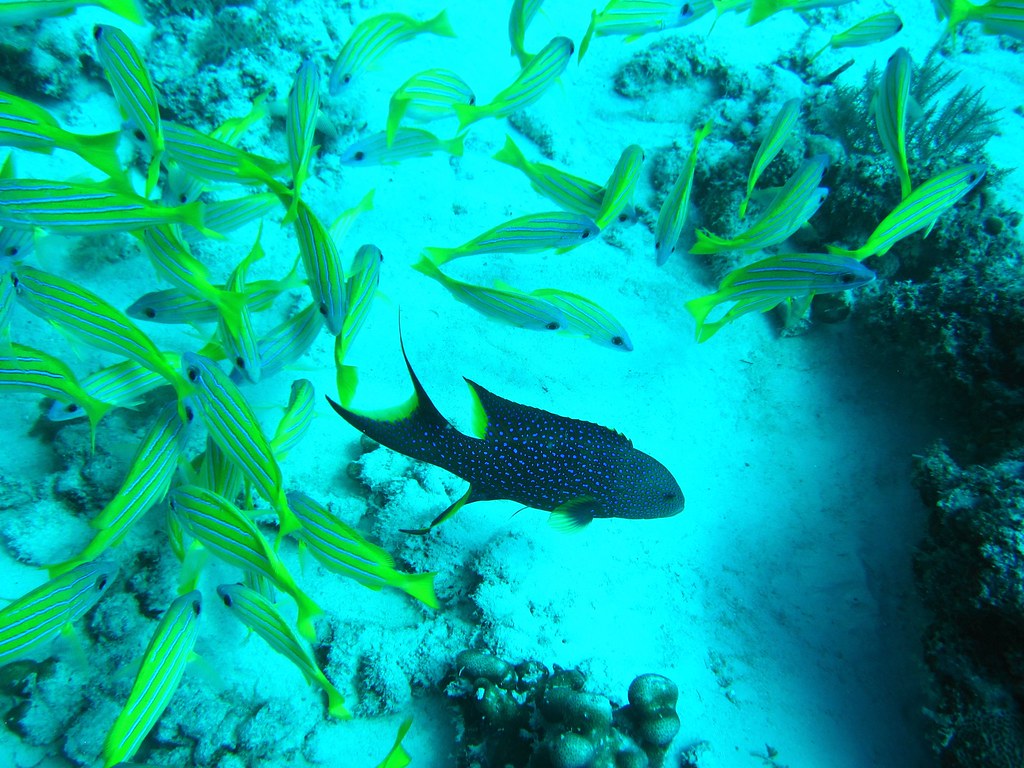 5377701188 95b4e47a43 b