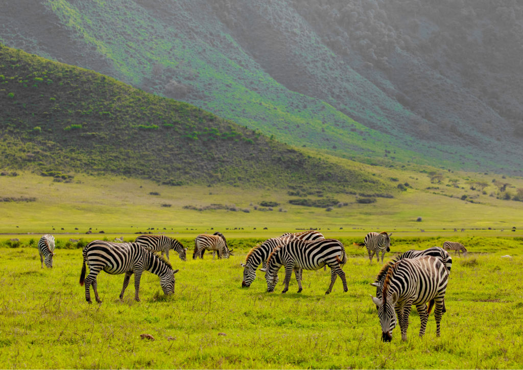 What to Expect on Safari: Experience the Magic of Tanzania 11 EJCU5687