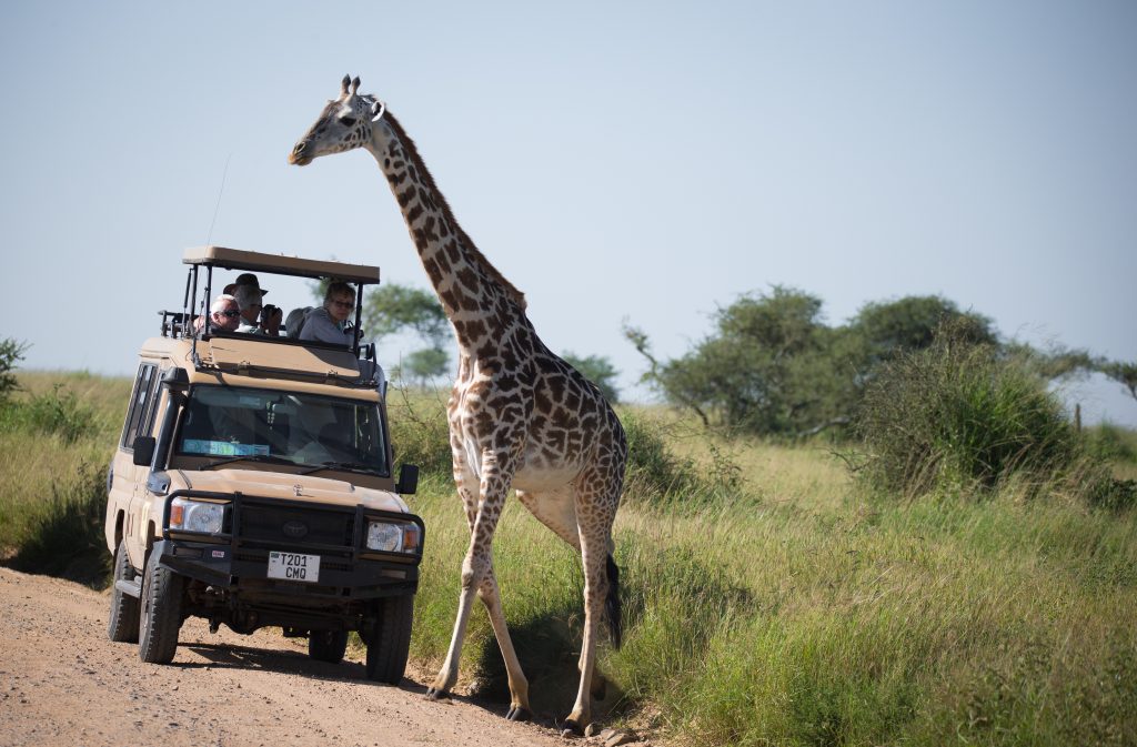 What to Expect on Safari: Experience the Magic of Tanzania 10 IMG 7962