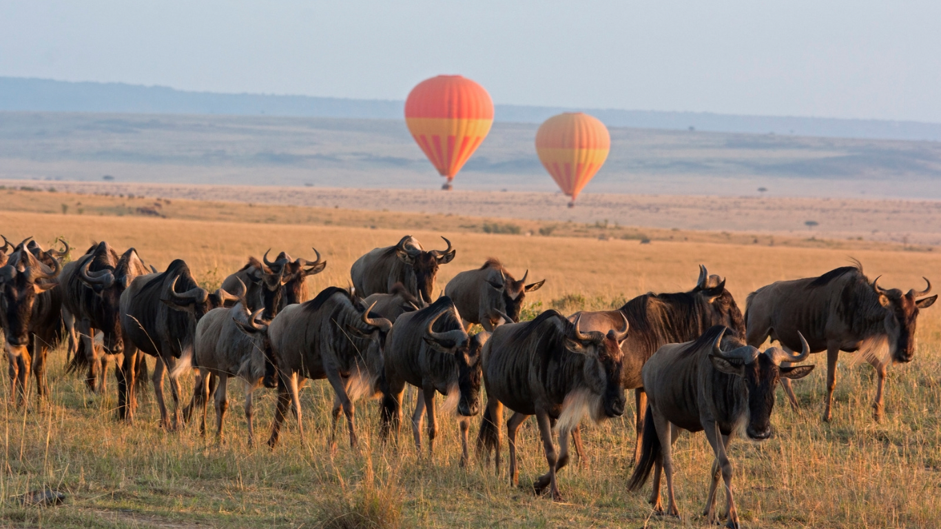 Interesting Facts About the Great Wildebeest Migration in Tanzania