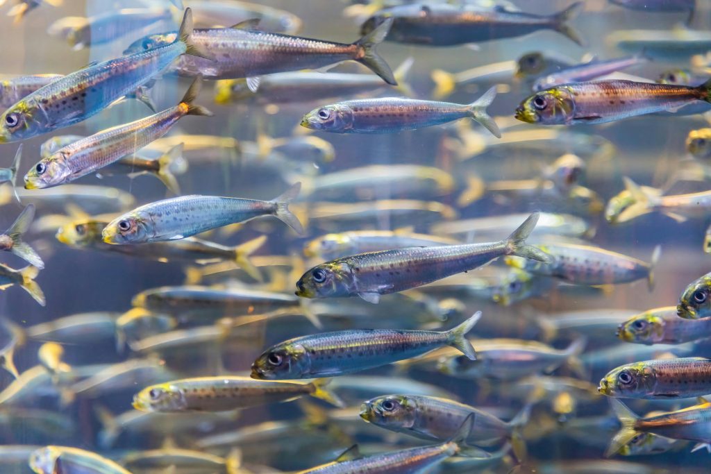 pexels robertkso 15734943